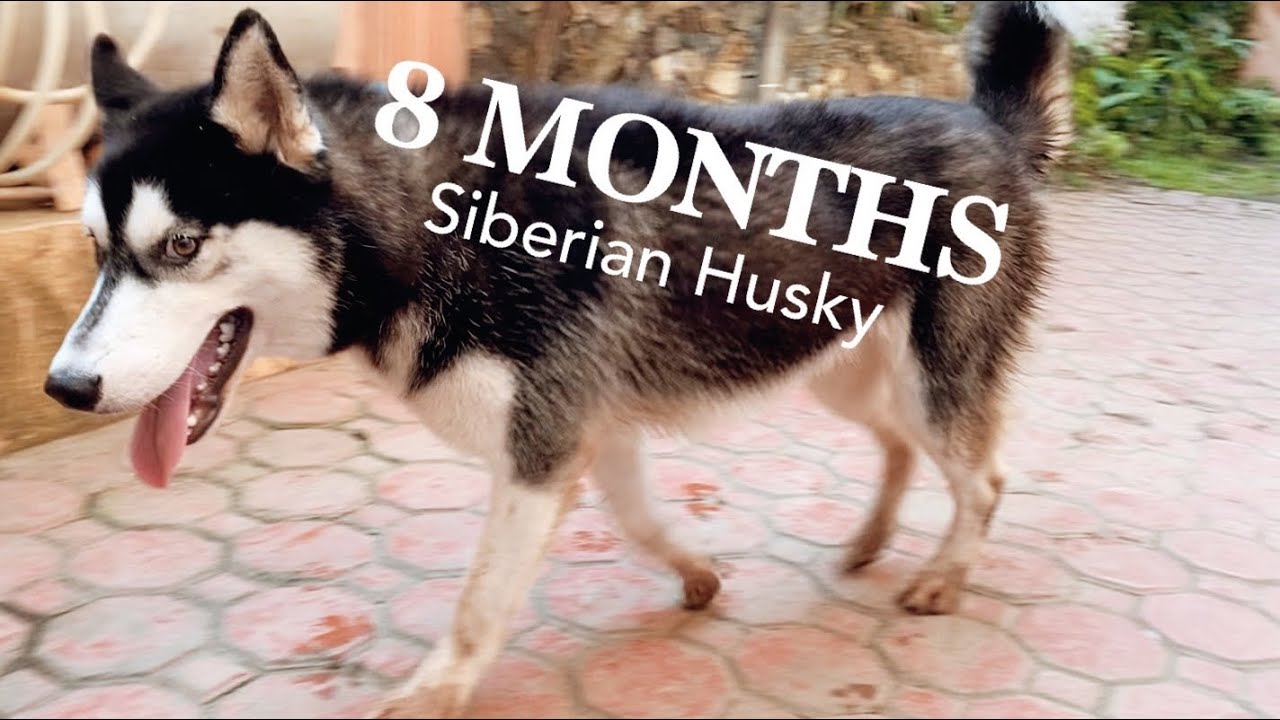 8 months Siberian Husky in the Philippines