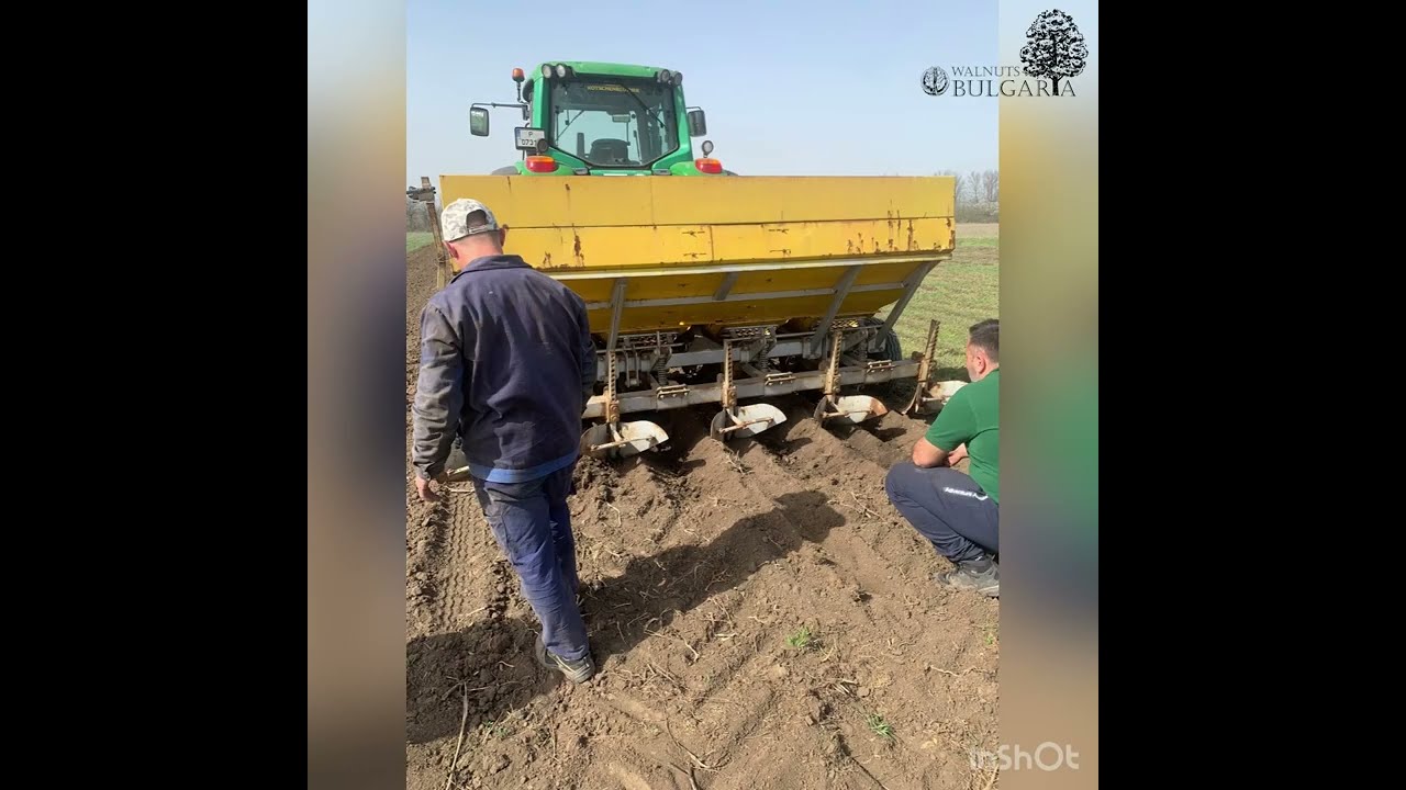 Planting walnut seedlings with Walnuts Bulgaria