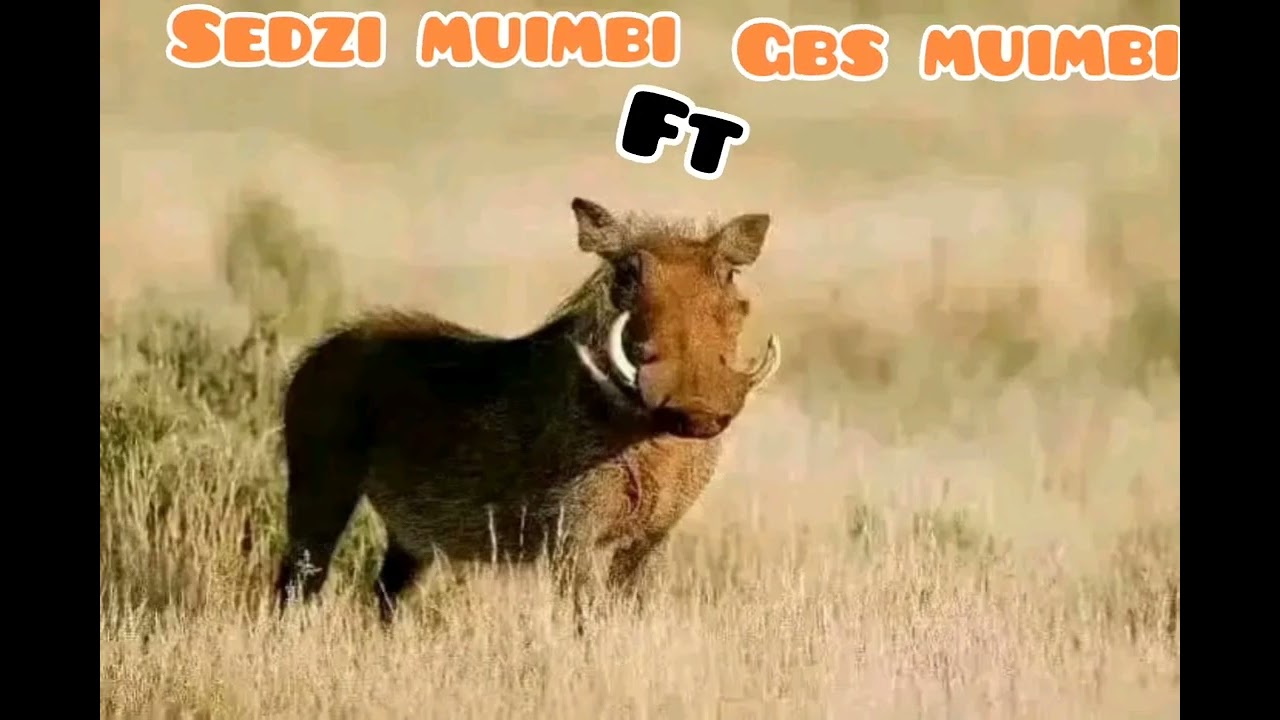 KASONGO Mp3 BY (SEDZI MUIMBI FT GBS MUIMBI)