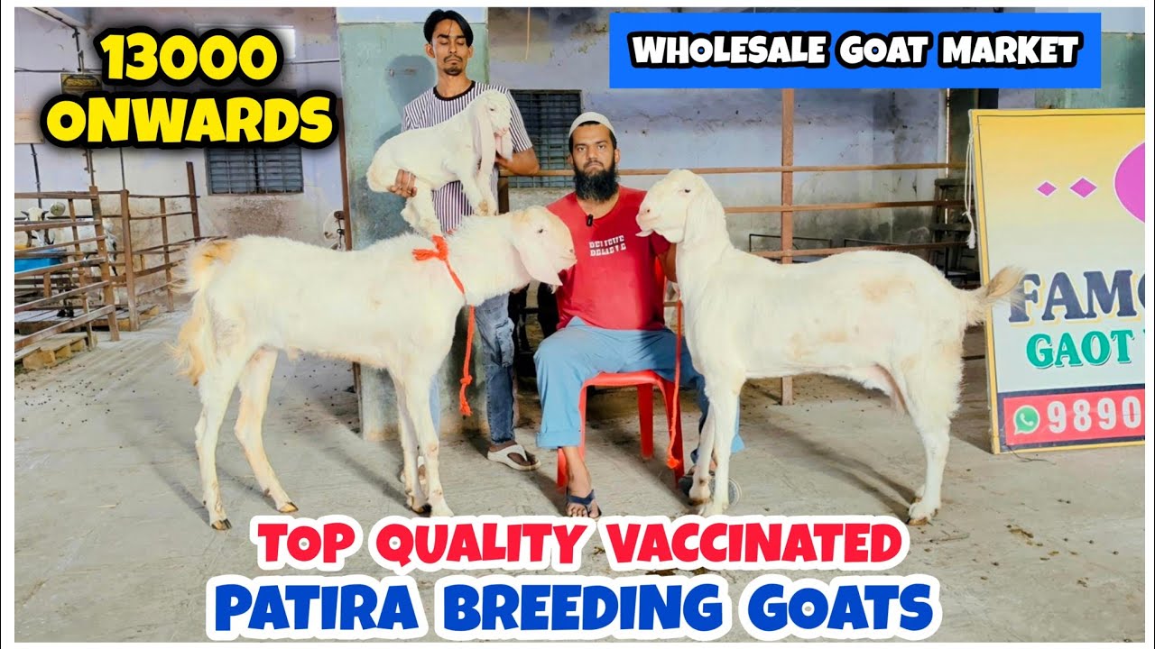 Patira & Sojat Male Female Breeding Goats In Reasonable Price | Famous Goat Farm |