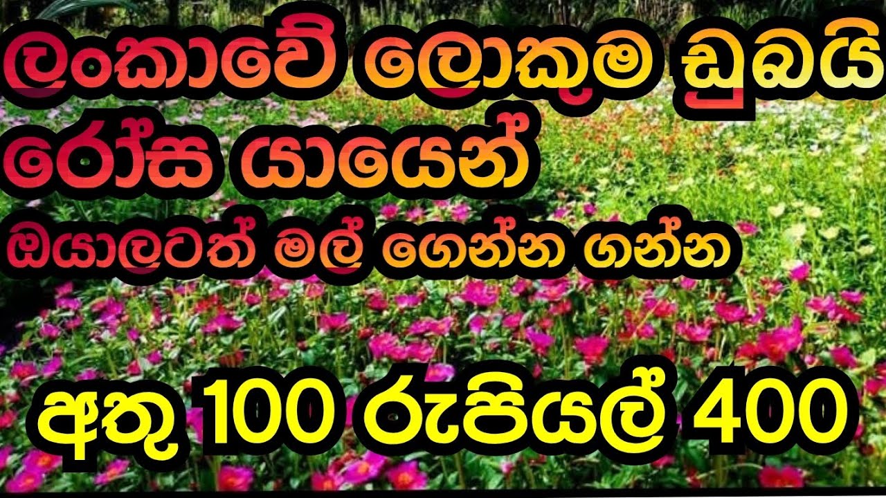 අඩුම අඩු මිළට ඩුබයි රෝස  මිළදීගන්න how to order dubai rose #plants #garden #srilananbiggest #garden