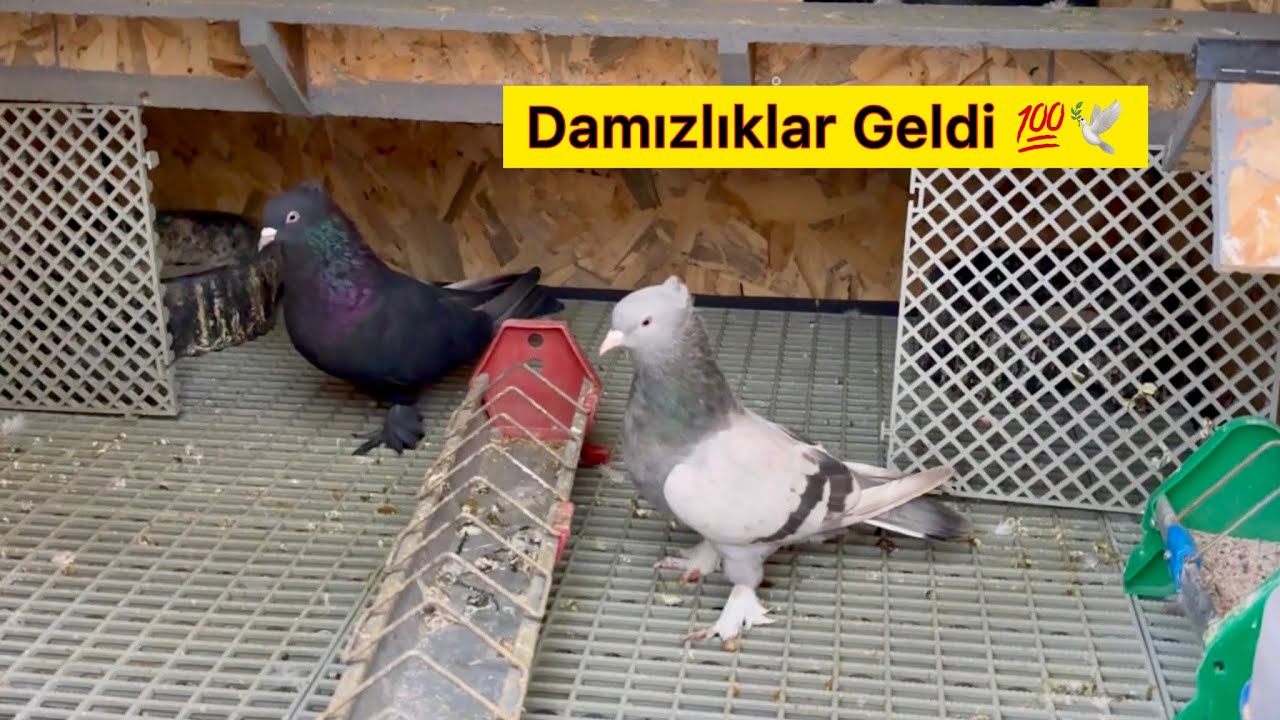 YENİ DAMIZLIKLAR GELDİ 💯 YENİ KÜMESTE SON DURUMLAR 🕊️ Taklacı Güvercin Oyunkuşu