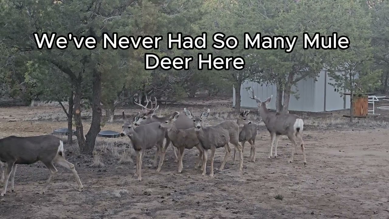 Backyard Visitors: Giant Mule Deer Herd and a Famous Rivalry #foryou