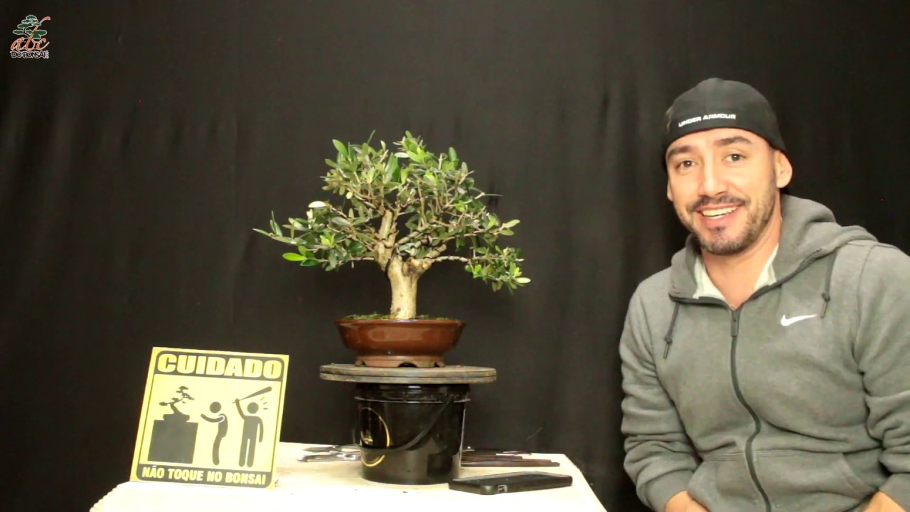 BONSAI DE OLIVEIRA - AULA COMPLETA - ATUALIZAÇÃO JULHO 2020