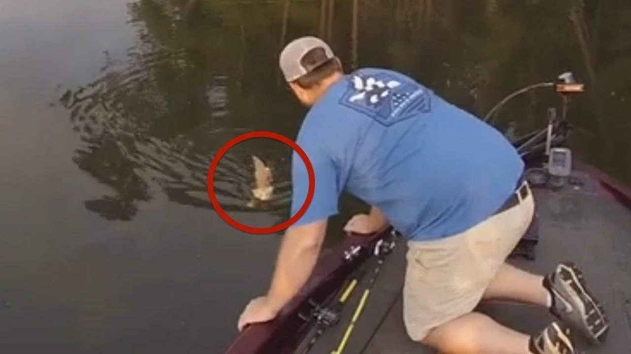 Two Alabama Fishermen Rescue Kittens In River