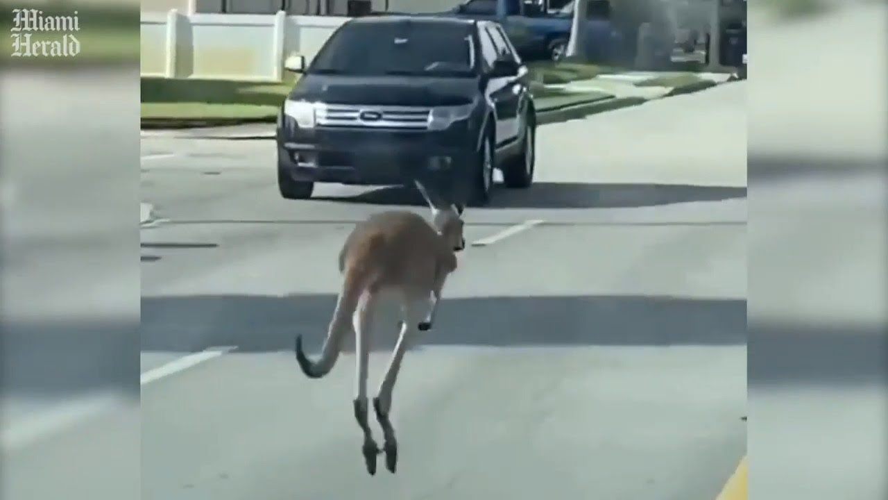 Fort Lauderdale cops catch kangaroo roaming the streets