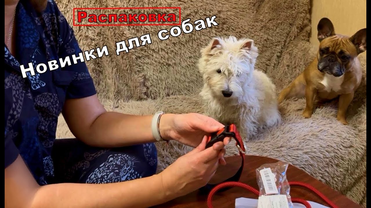 Новая посылка товаров из Китая.  Распаковка товаров для собак. #распаковка #новинка  #собака 