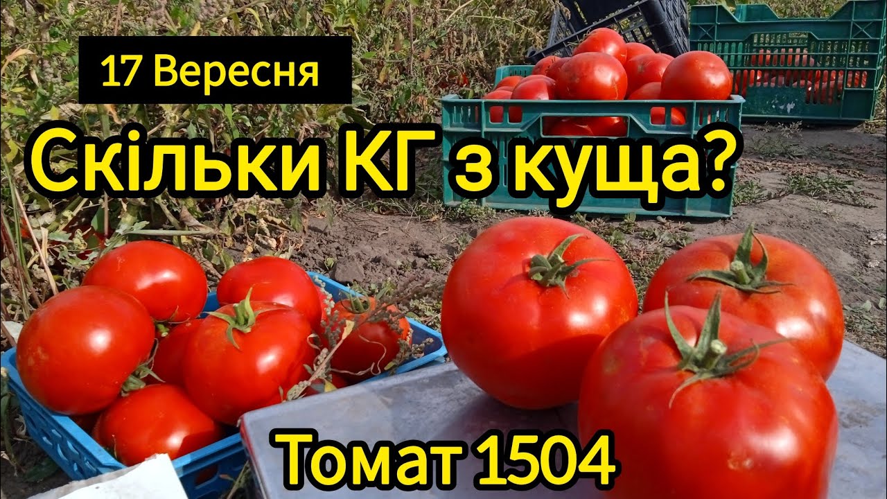 Томат 1504. Скільки зібрали з куща?