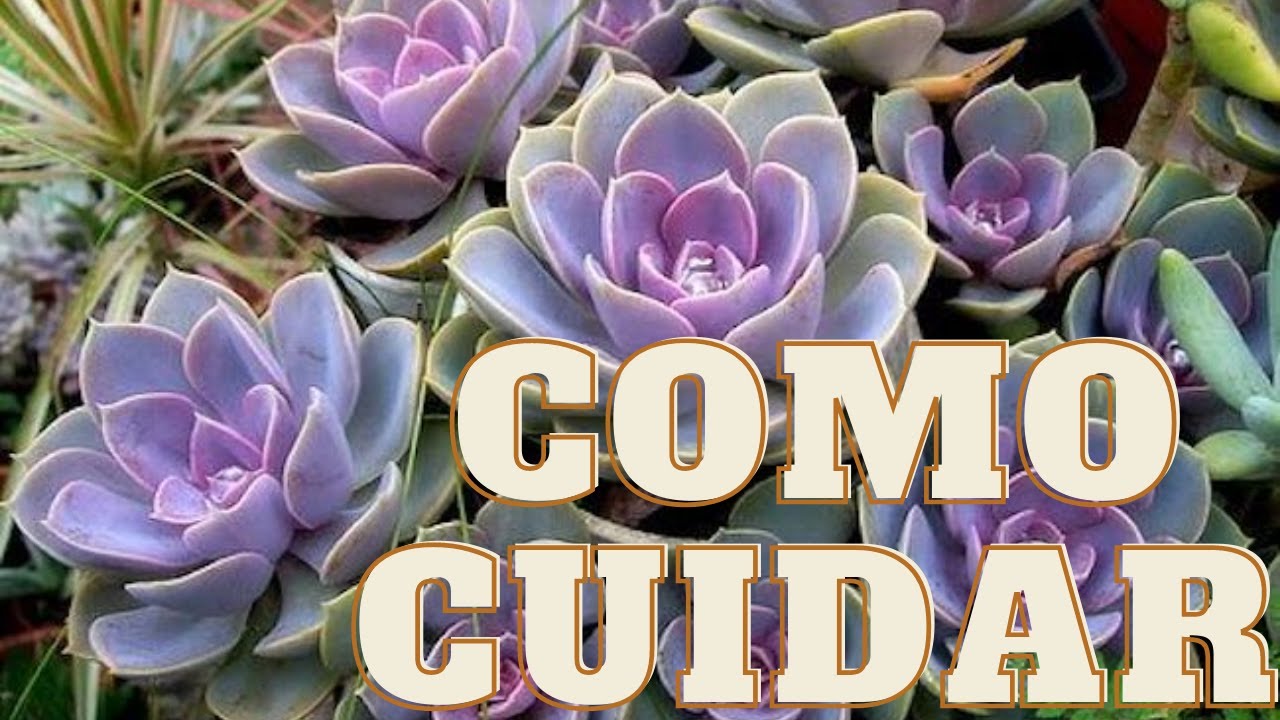 Como Cuidar da Suculenta rosa de Pedra
