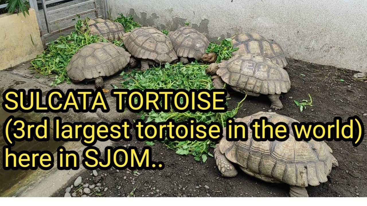 SULCATA TORTOISE FARM(world largest mainland tortoise in the world) here in San Jose, Occi Mindoro.