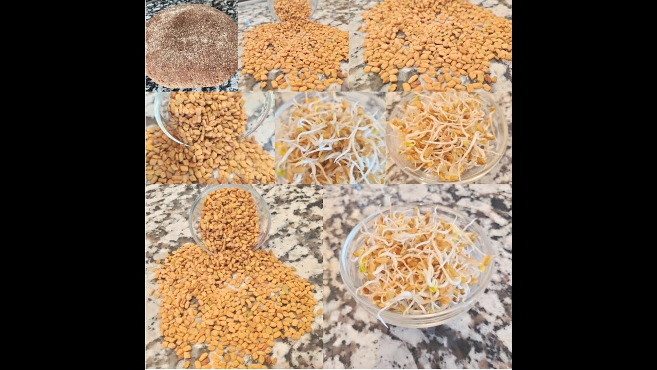 طريقة استنبات الحلبة # كيفية الاحتفاظ بالحلبة بعد الاستنبات