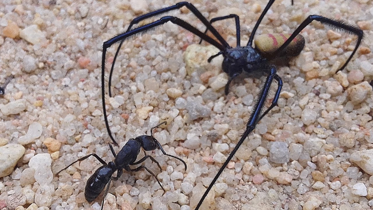 FEARLESS BULLET ANT VS. LION SPIDER  [निडर बुलेट चींटी बनाम। शेर मकड़ी]