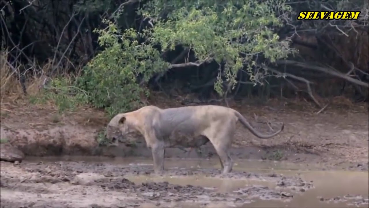 Leoa Agoniza Depois de Ser Picada por Cobra Mamba Negra