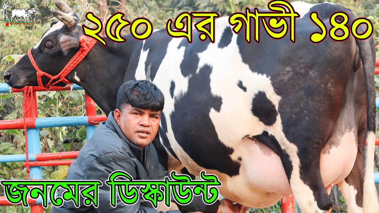 আজকে কাউন্সিলর ভাইয়ের খামার ভর্তি গাভী ১০-২০ হাজার টাকা ডিস্কাউন্টে কিনুন। জনমের পর্তায় দাম আজকে।