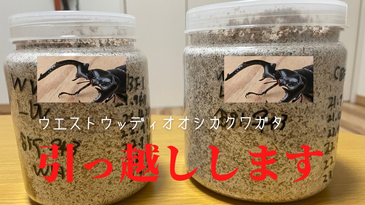 難関種　ウエストウッディオオシカクワガタ菌糸瓶交換