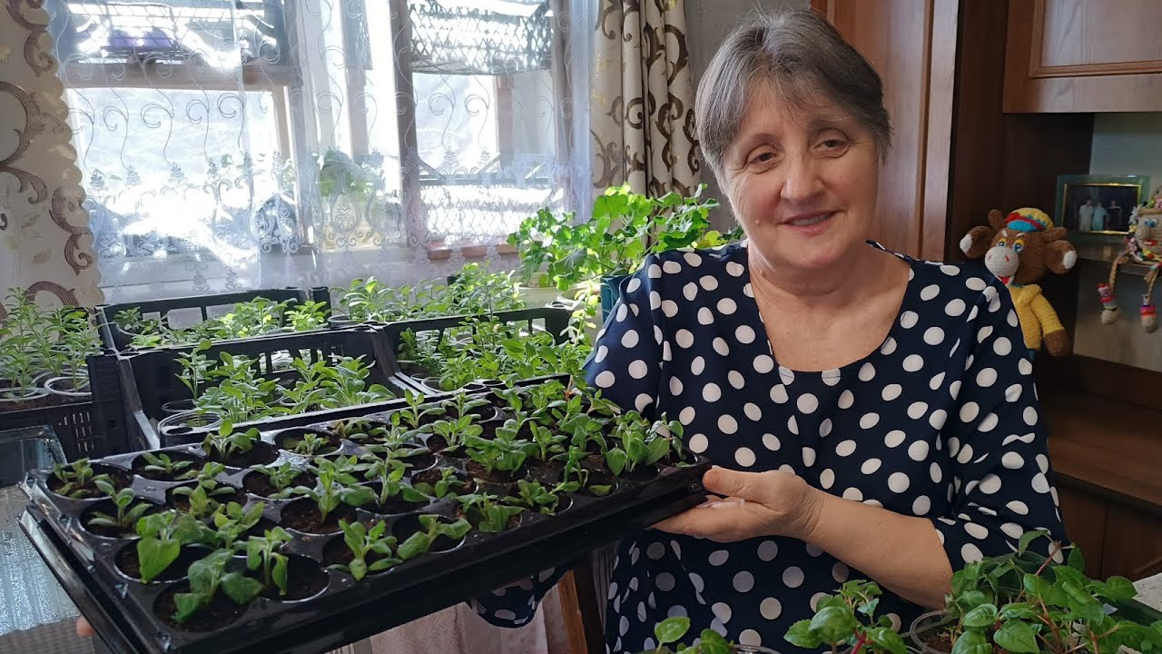 Підживлюю поливаю петунії тайдали, оперу, функції.