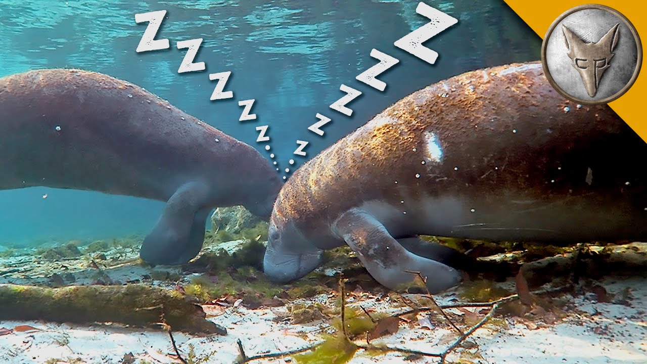 How do Manatees Sleep Underwater?
