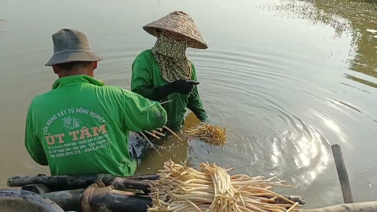 Người dân Đồng Tháp Mười thu hoạch ngó sen buổi sáng không khí lạnh gần Tết. 