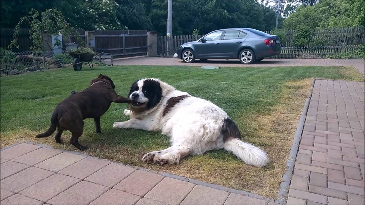 Jestli to nebude láska /  Landseer a Stafordšírský Bulteriér