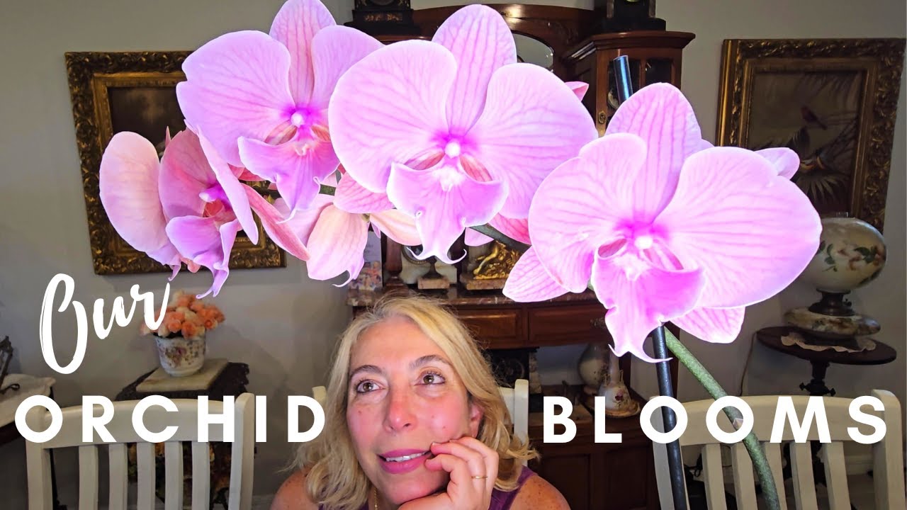 Our Orchid Blooms inside and out.