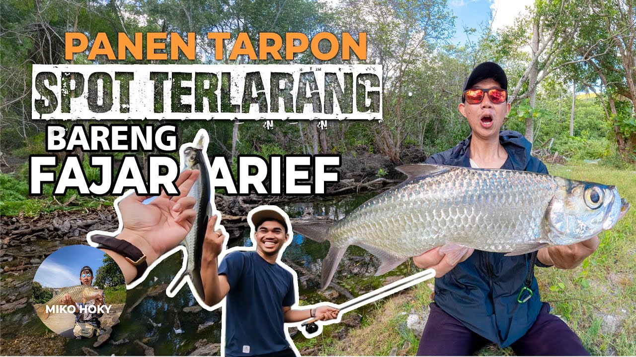 Mancing Tarpon Di Spot Terlarang Auto Panen Mancing Tarpon Bareng Fajar Arief Dapat Banyak
