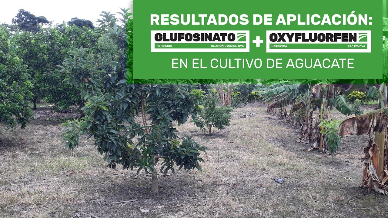 Glufosinato mas Oxyfluorfen, una mezcla ideal para cultivo de aguacate 🥑