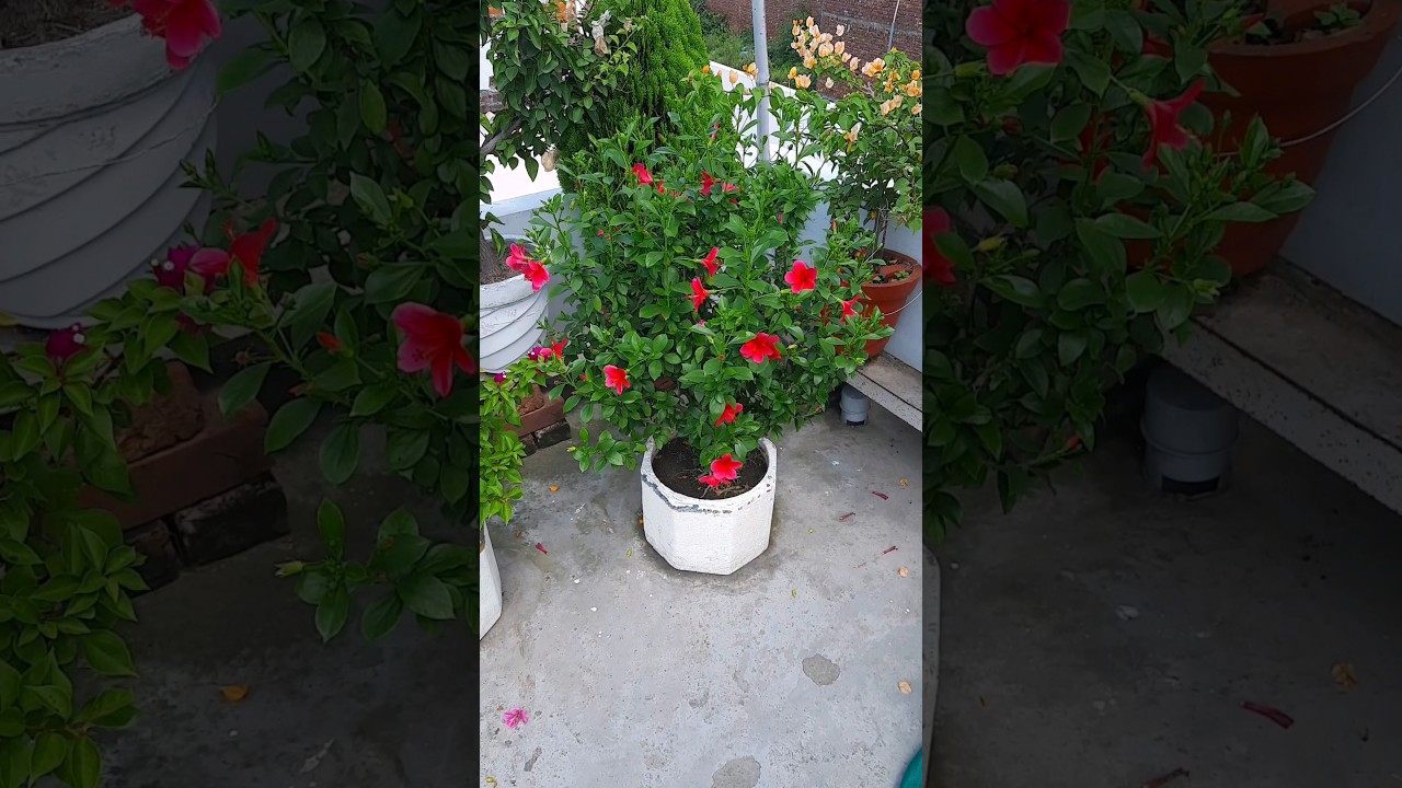 miniature hibiscus | gudhal | red flower | garden | terrace gardening | #flowers #nature #gardening