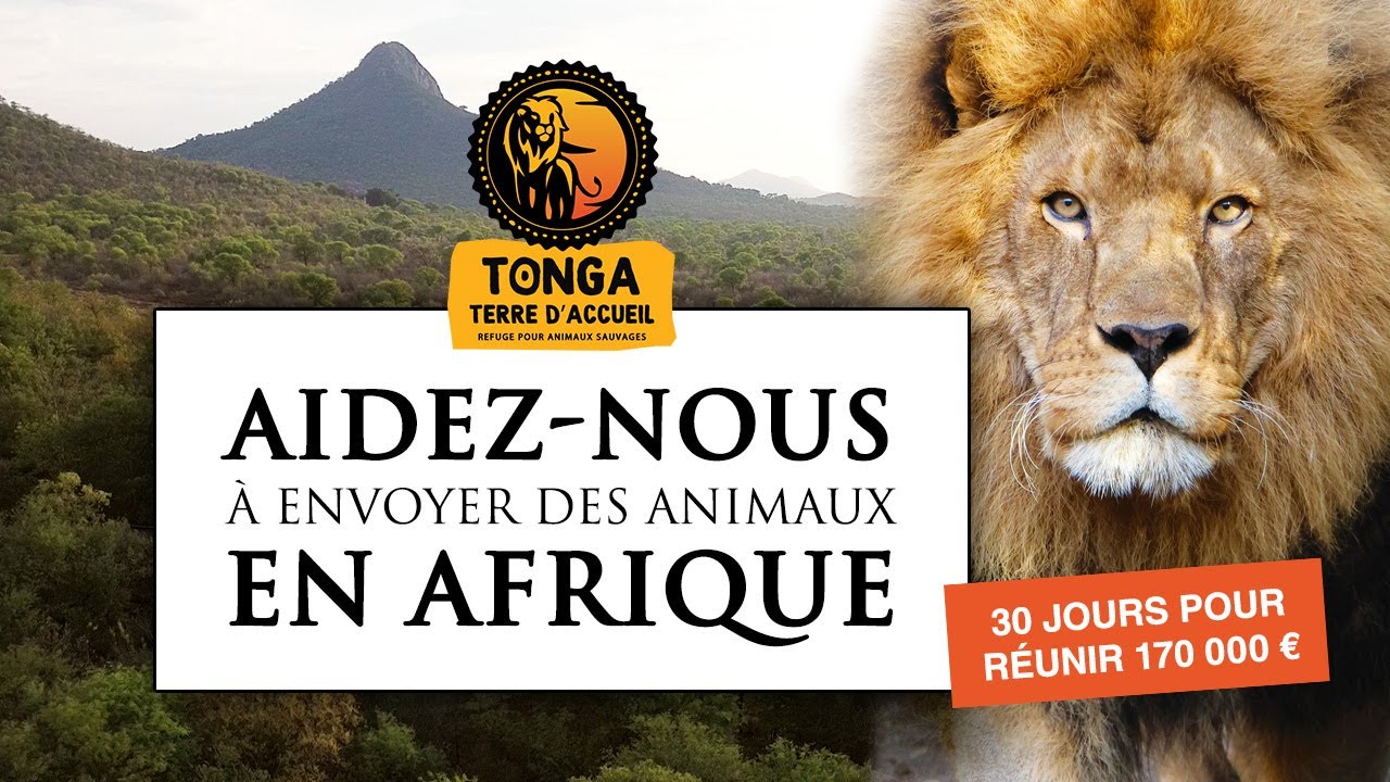 ROAR PROJECT : AIDEZ-NOUS À ENVOYER DES ANIMAUX EN AFRIQUE
