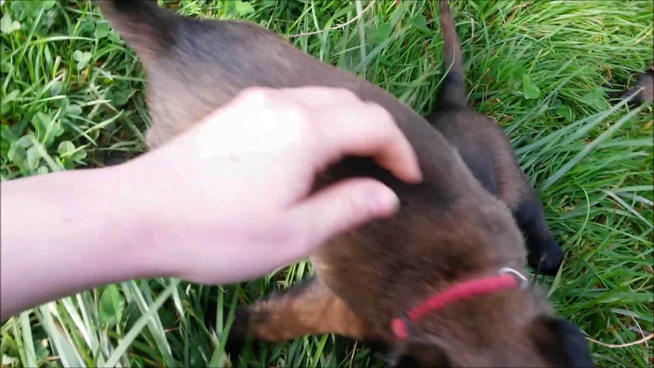 Chiots Berger Malinois de Gaia Vlka âgés de 32 jours  - 1ere sortie en exterieur