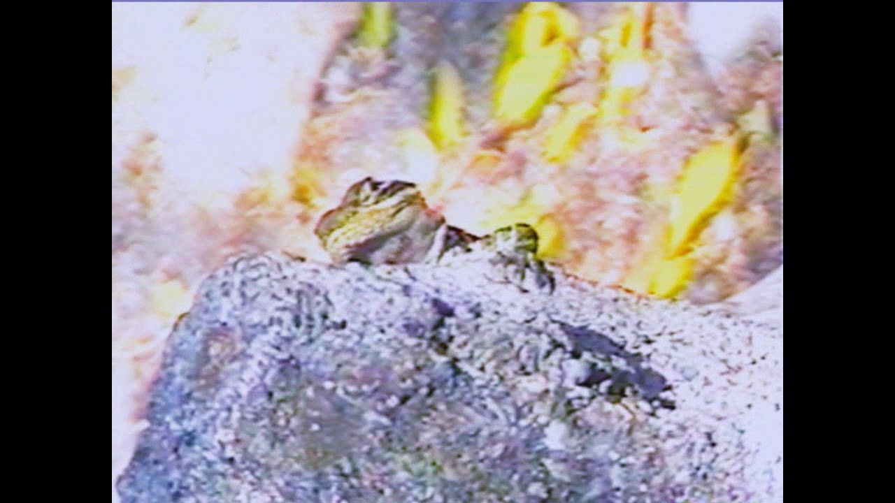 m a n n y x R-pugnantez - Estanque.