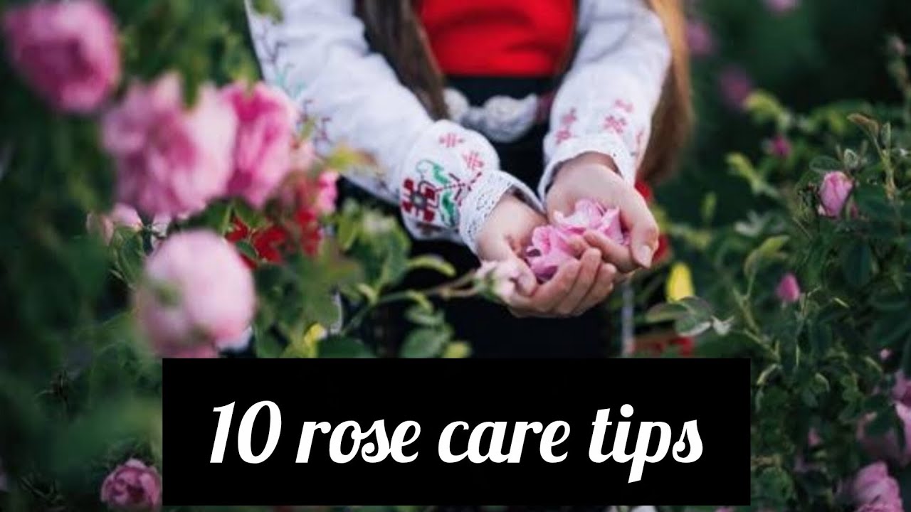 Rose care tips