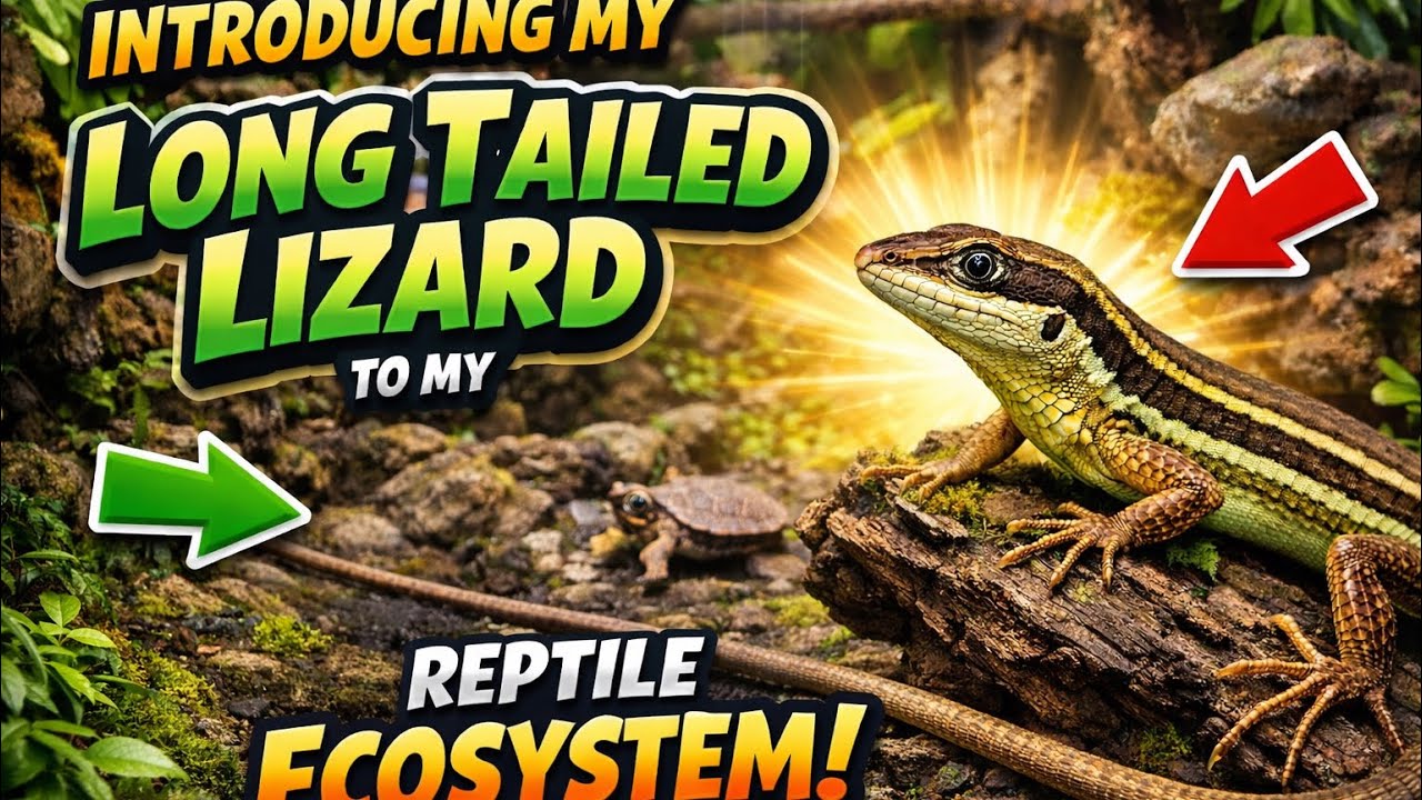 Introducing a long-tailed Lizard (Takydromus sexlineatus) to my reptile ecosystem - Jay Exotics 