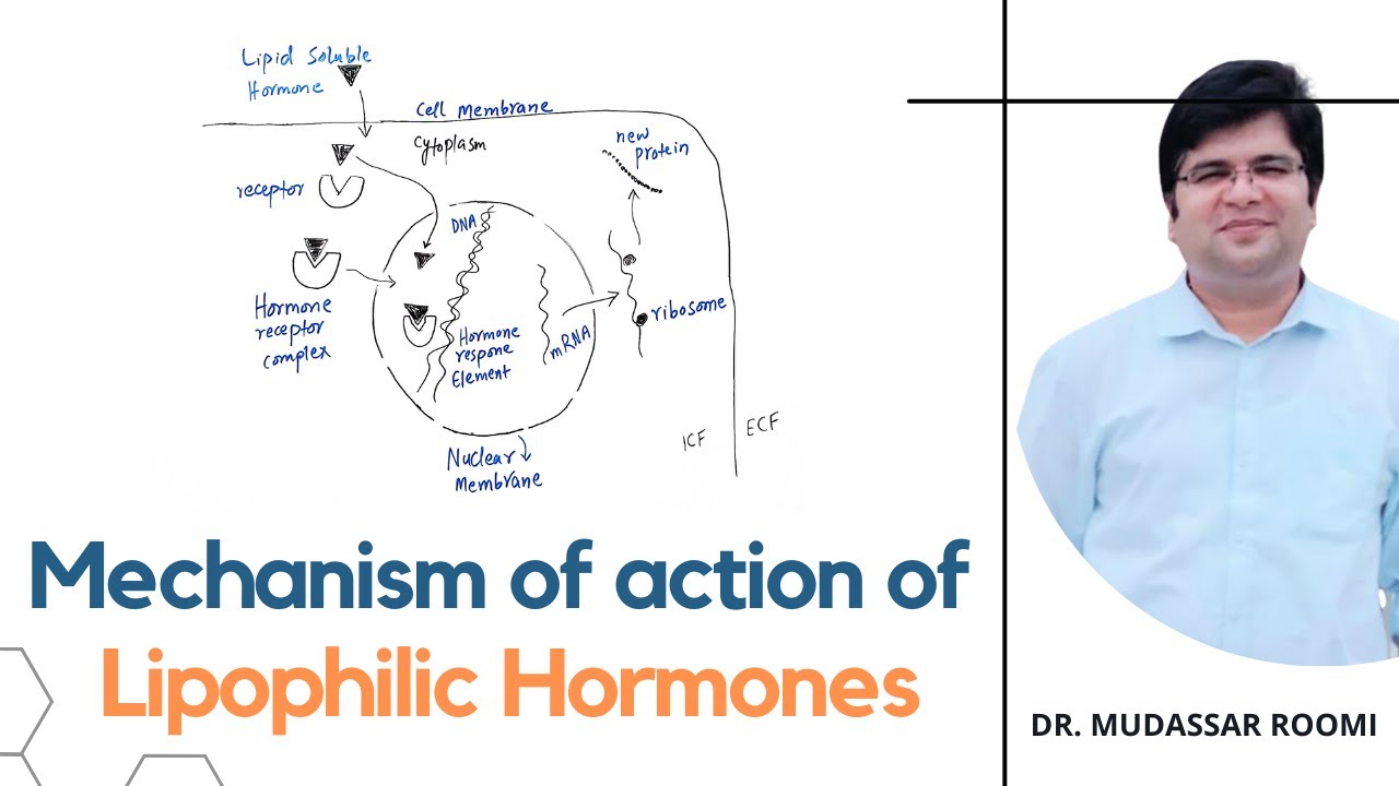Mechanism of action of Lipophilic Hormones | Steroid Hormones | T3 & T4 Hormones | Endocrinology