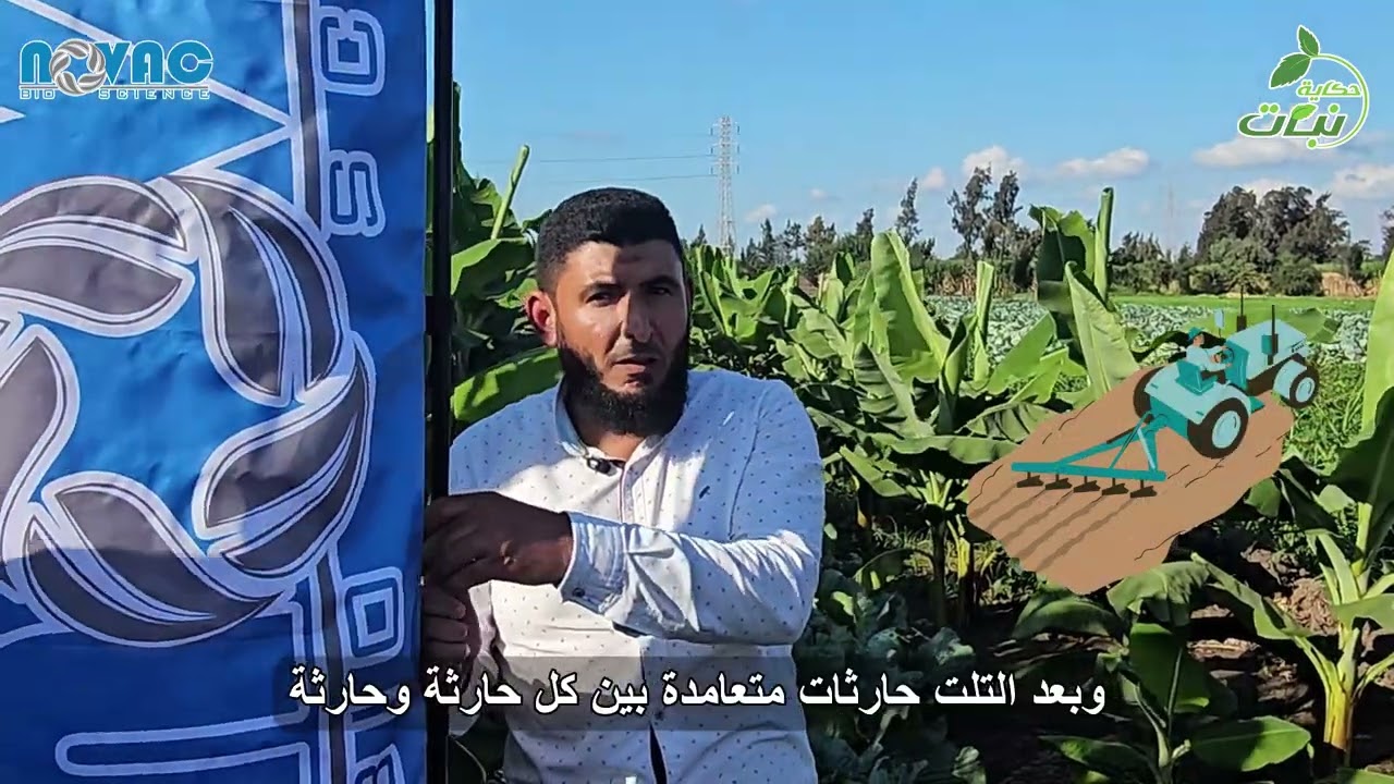 خدمة ماقبل زراعة الموز في أراضي الدلتا