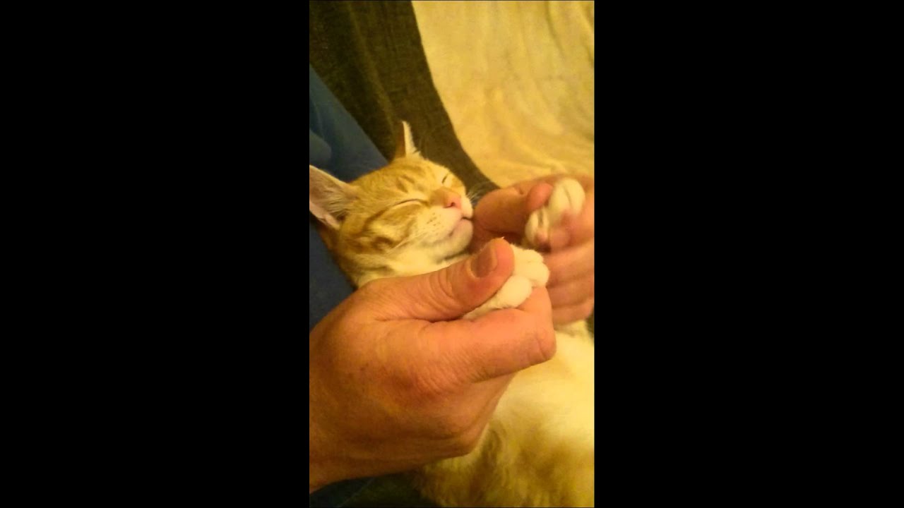 Cute Cat loves getting massage