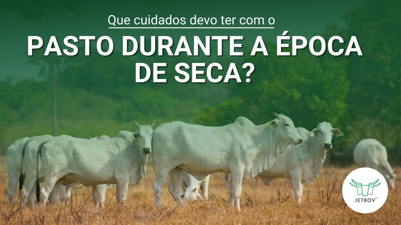 Quais cuidados devo ter com o pasto durante a &eacute;poca de seca?