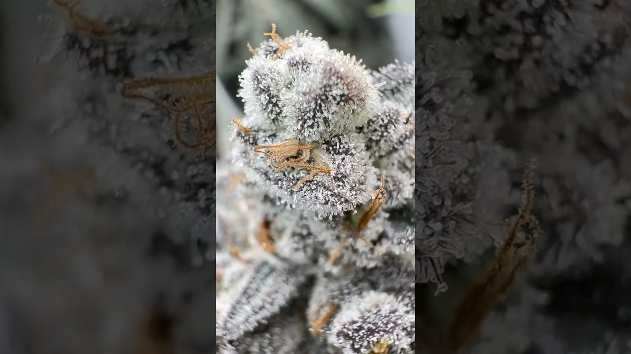 My daily routine that creates super frosty buds!