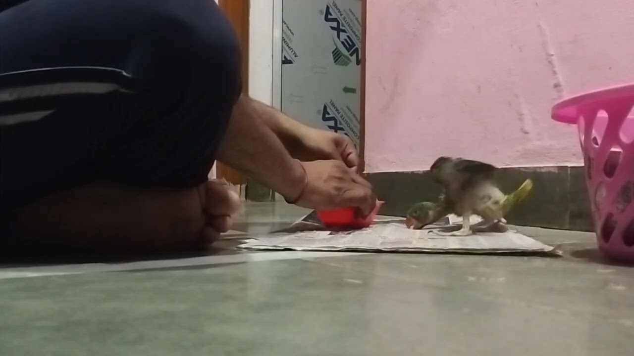 Baby Parriot #parrot #babyparrot #parrotlover #birdslovers #parrotvideo #virlvideo #shortsfeed