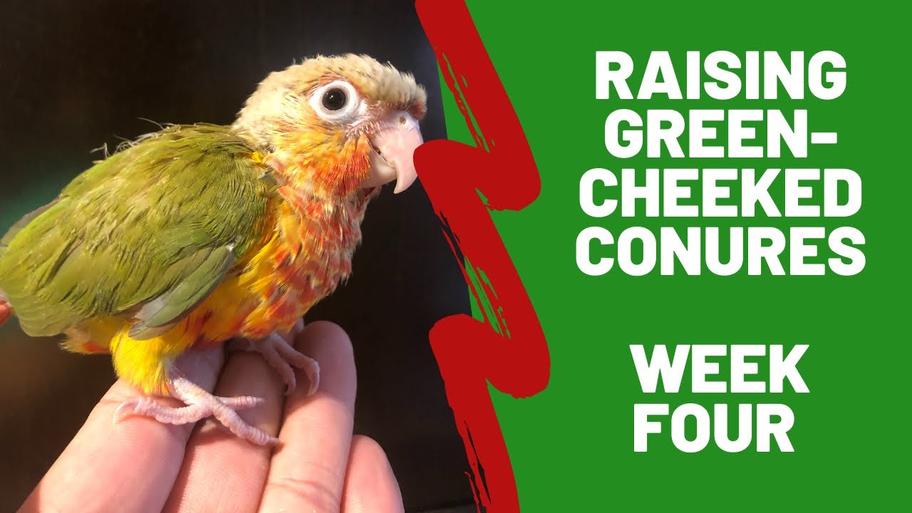 Hand Raising Green-cheeked Conures - Week 4