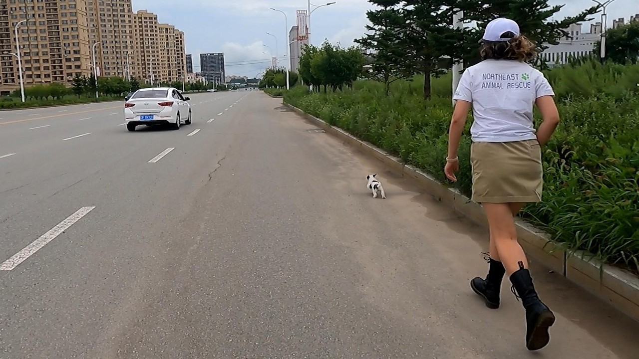 Rescue stray puppy running on road (One Take • No Cuts • Original Audio)