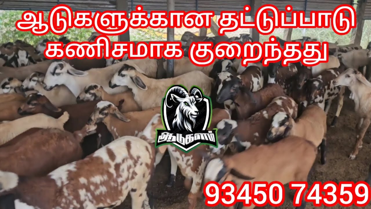 ஆடுகளுக்காண தட்டுப்பாடு கணிசமாக குறைந்தது#ஆடுவளர்ப்பு #எட்டயபுரம் #ஆட்டுச்சந்தை #ஆட்டுப்பண்ணை