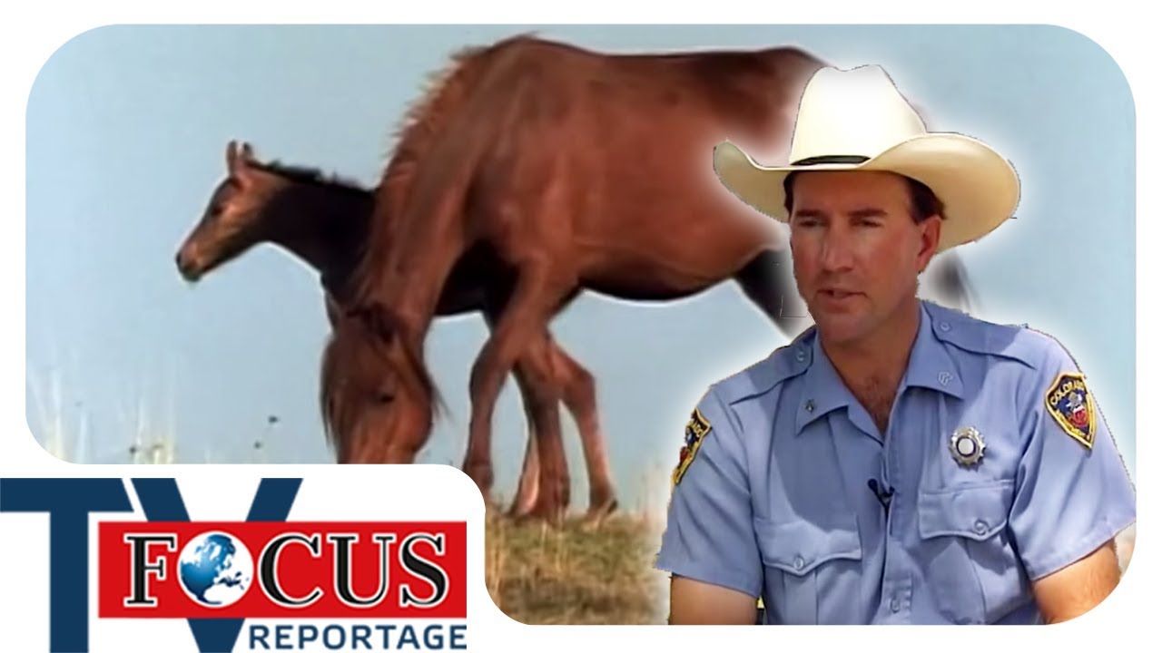 Wildpferde in Colorado - ein Leben in ständiger Angst | Focus TV Reportage