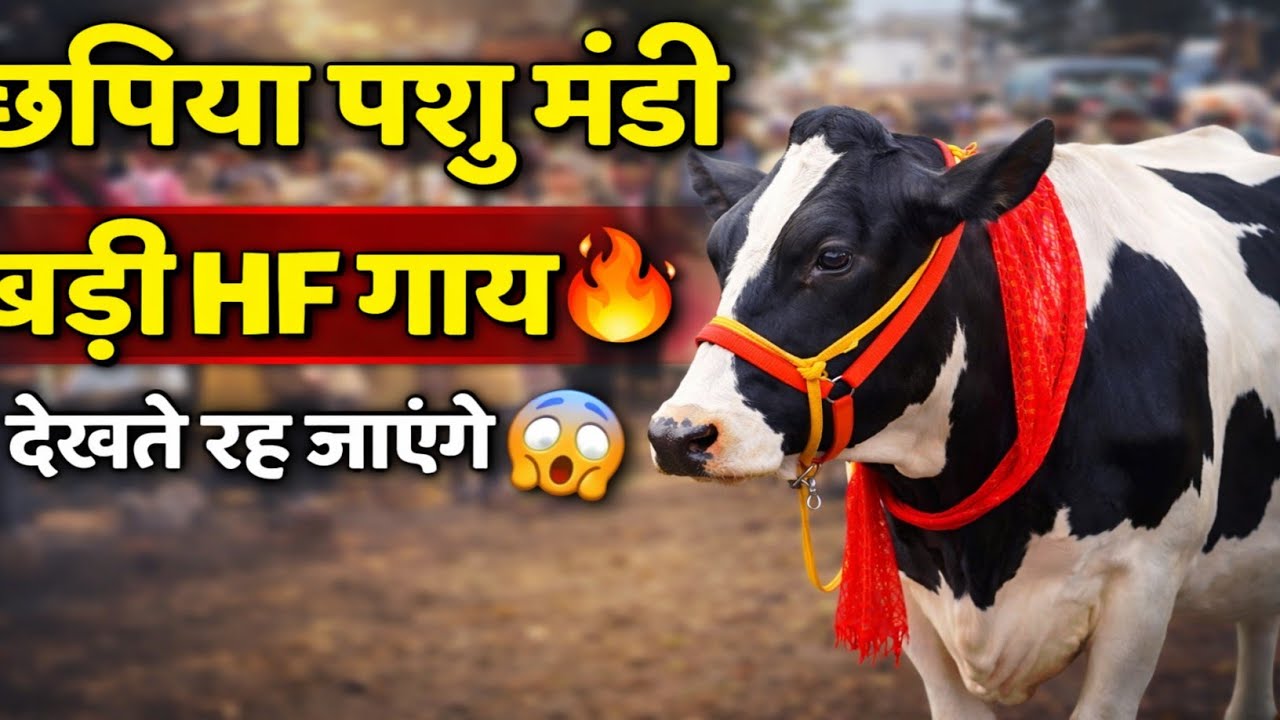 छपिया पशु मंडी में इतनी बड़ी HF गाय 😲 देखते ही रह जाएंगे | Gorakhpur की नंबर-1 मंडी