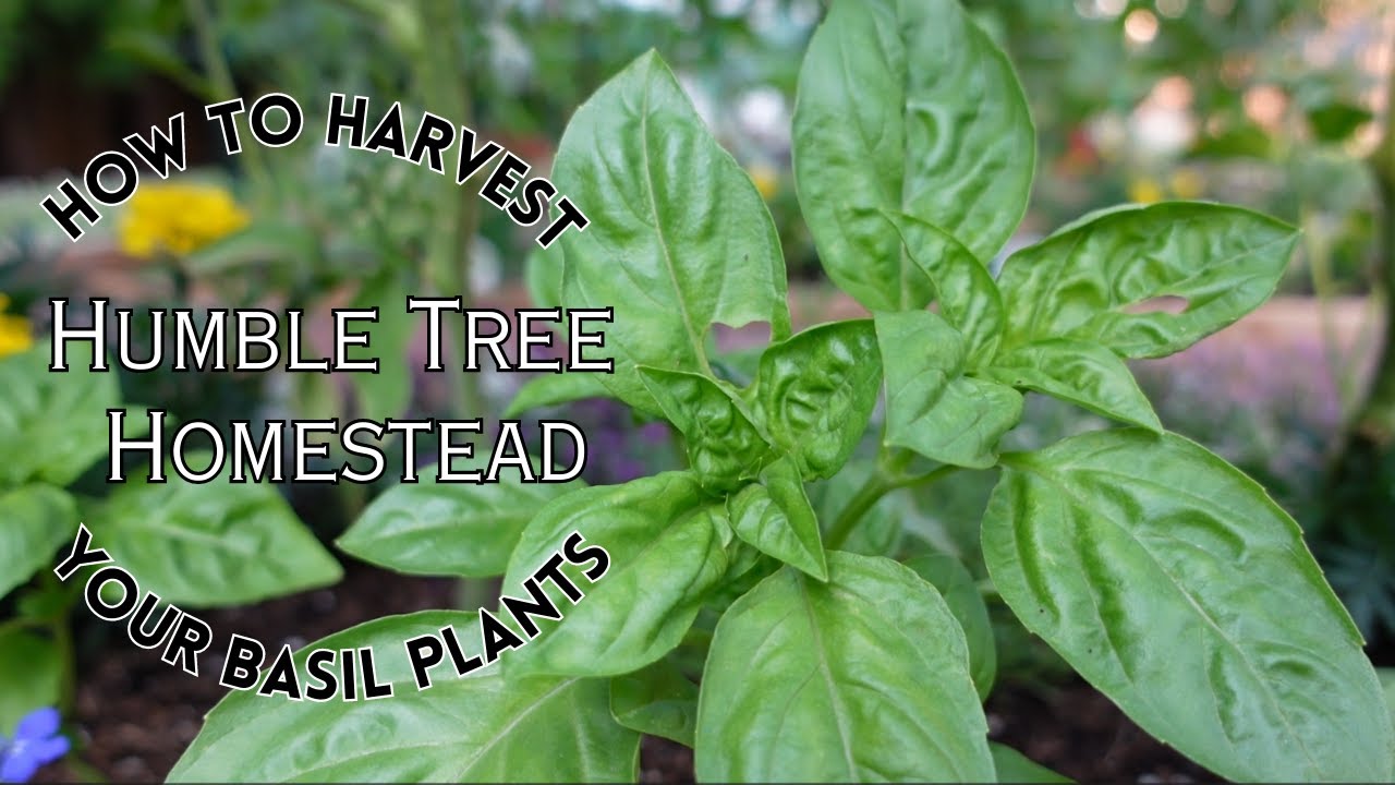 How to Prune & Harvest Basil