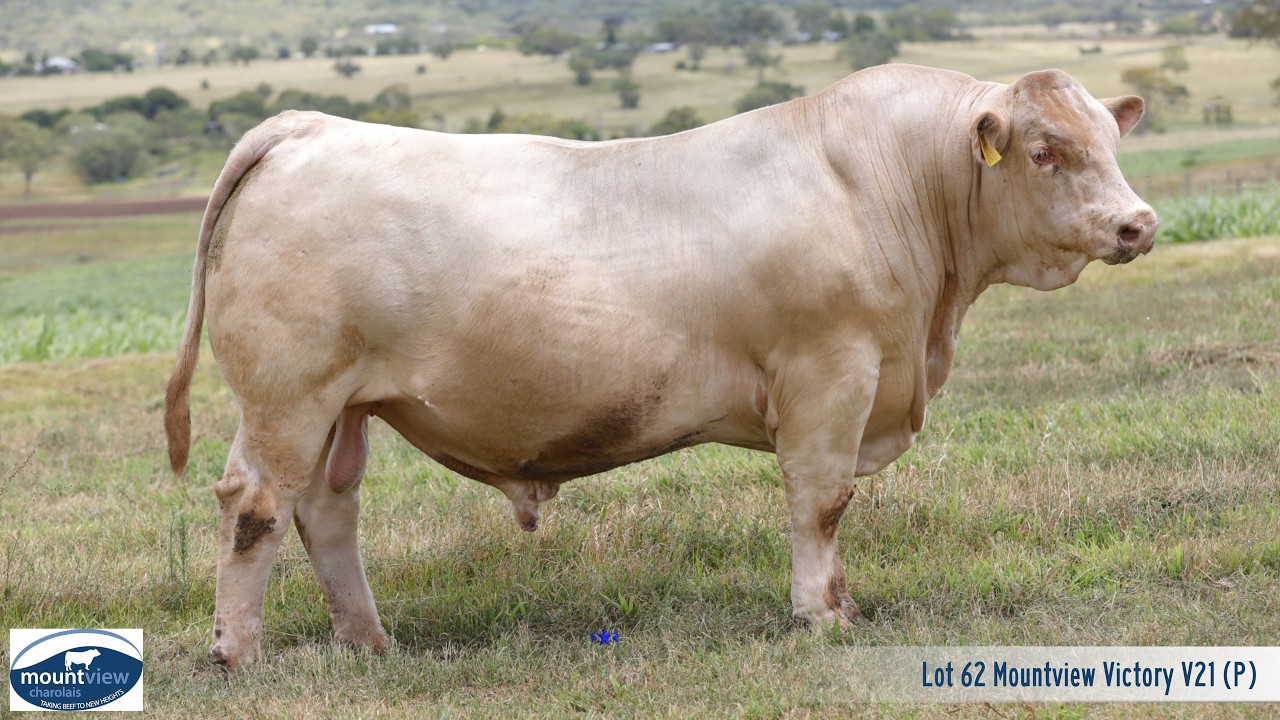 Lot 62 Mountview Victory V21 (P)