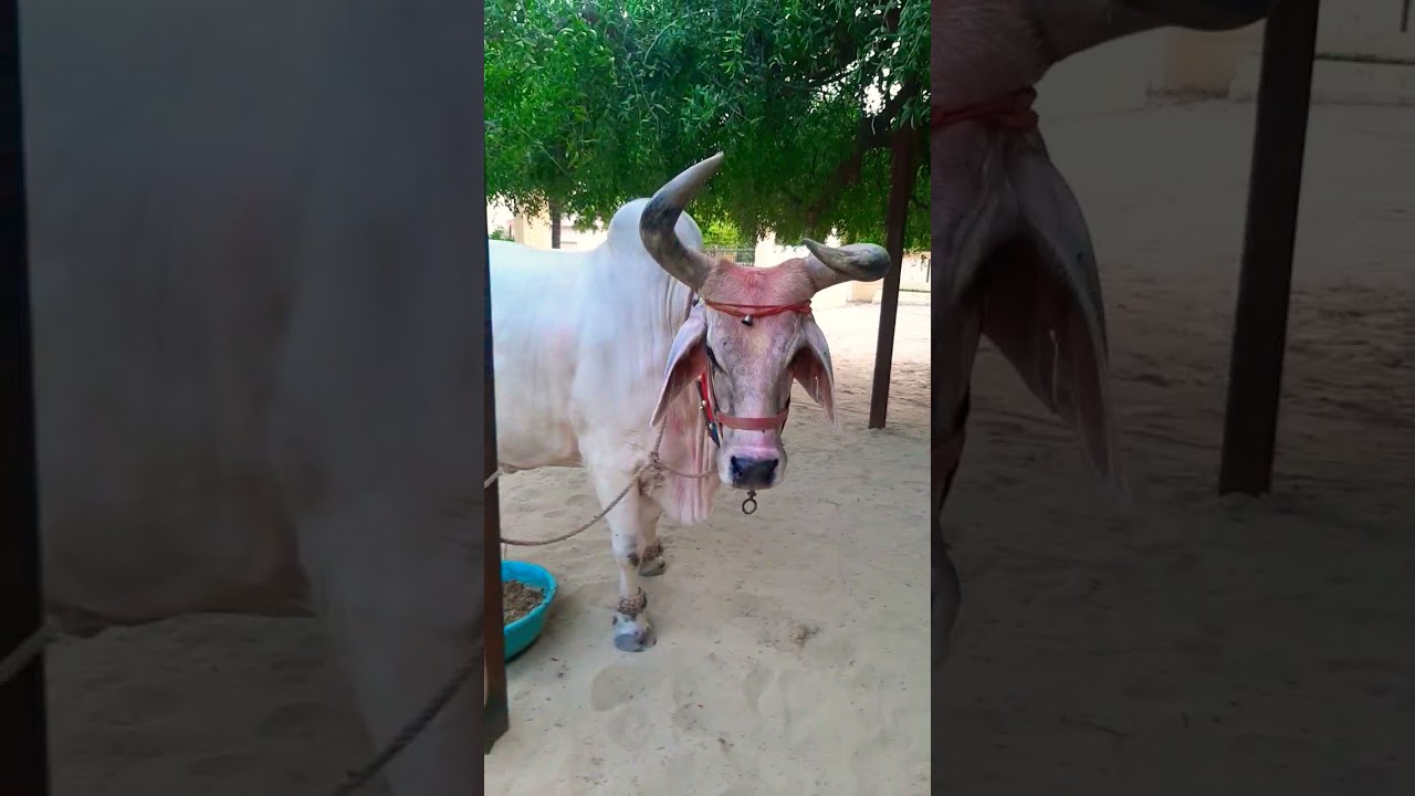 श्री वेदलक्ष्णा श्री सुरभि गौ माता श्री पथमेड़ा गोधाम #short #pathmeda