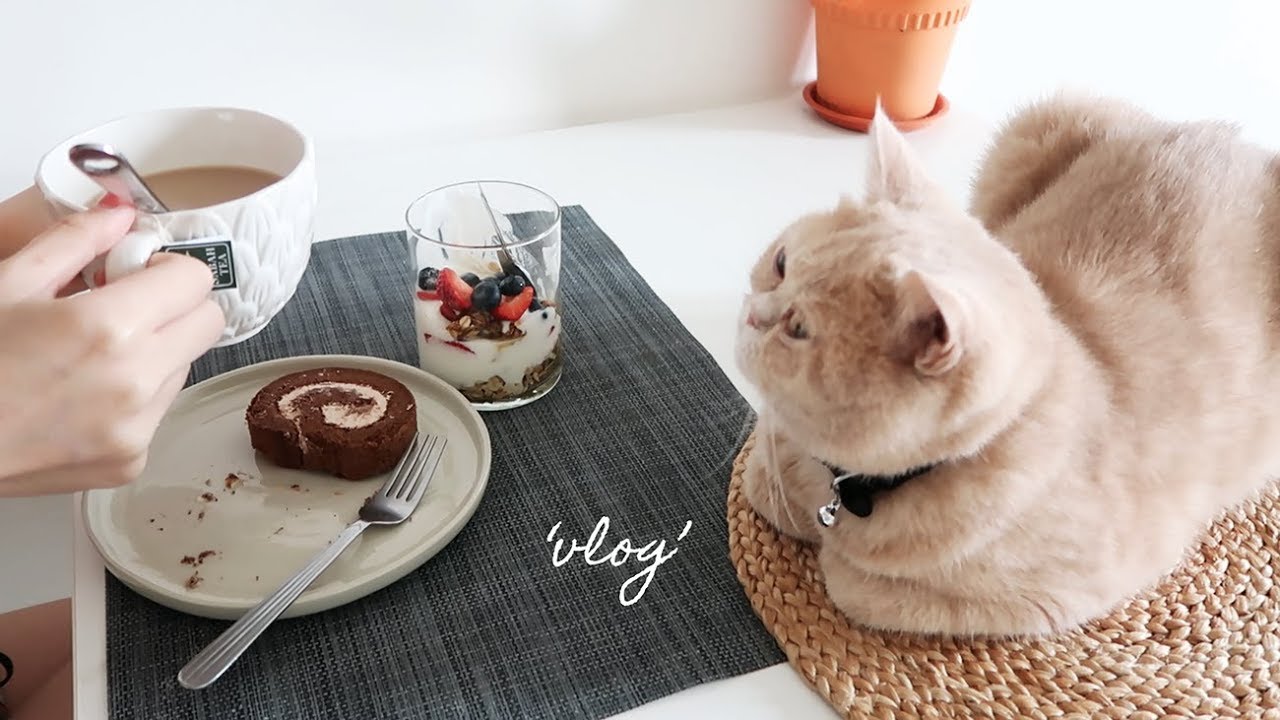 lazy weekend with exotic shorthair cat ⎮ vlog #24