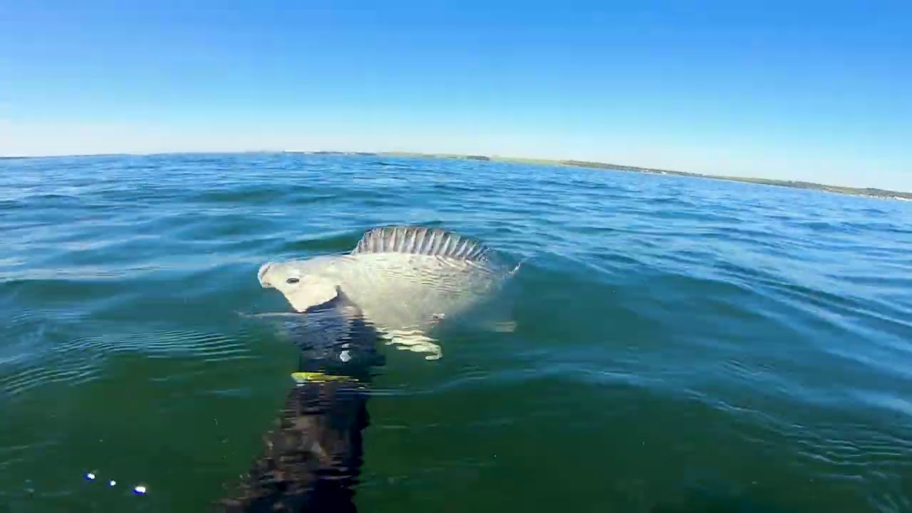 A melhor pesca sub do ano - Parte 1