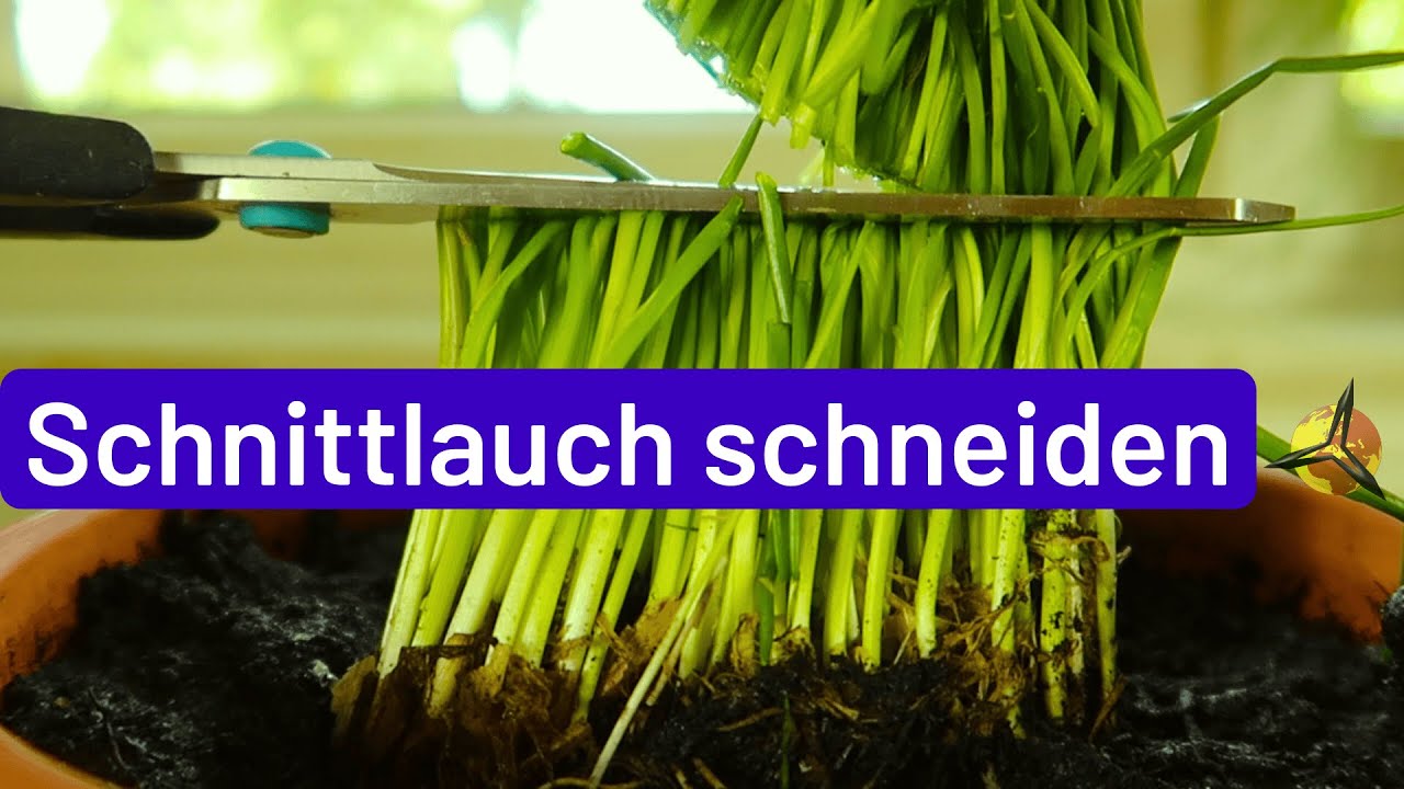 Schnittlauch schneiden, ernten - regelmäßig
