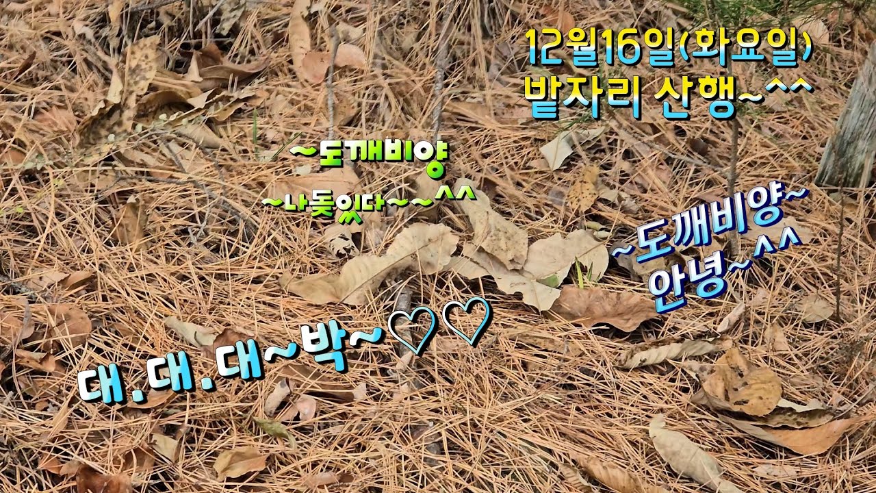 12월16일(화요일)산채산행~~대.대.대~박입니다.4k